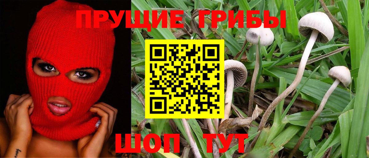 Галлюциногенные грибы Cubensis  Вход с VPN  Урус-Мартан 